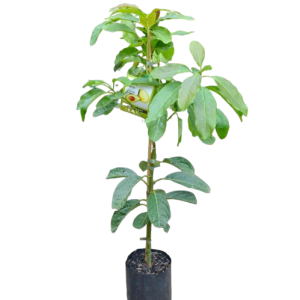 Hass Avocado Seedlings