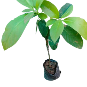 Fuerte Avocado Seedlings