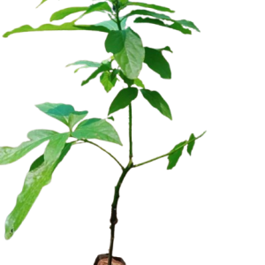 Grafted Fuerte Avocado (per seedlings)