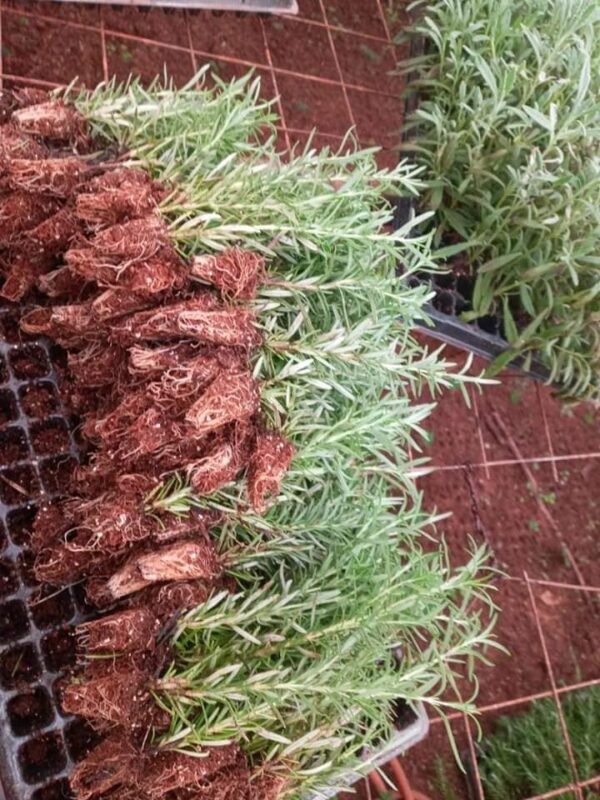 Palms Seedling Per Seedling