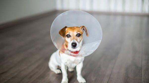 Elizabethan Collar Click 1pc