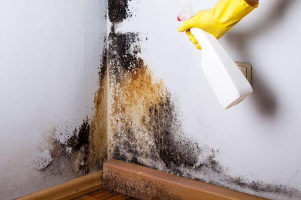 1 Room Mold Control