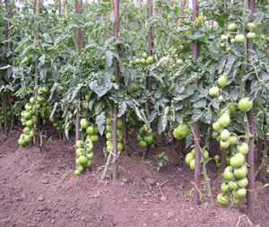 Tomato_Money_Maker_2-2-300x253