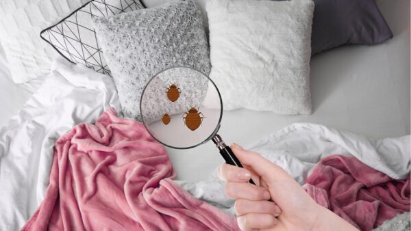 bedbug control