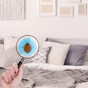 bedbug