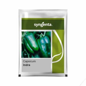 capsicum-indra-1 (1)
