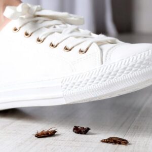 Matatus Cockroach Control Kit