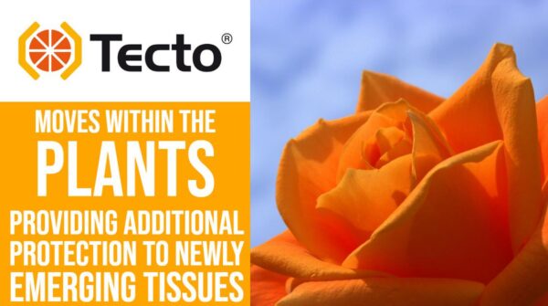 Tecto