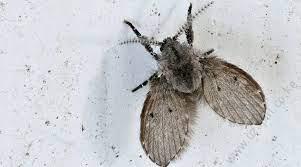 How to Get Rid of Drain Flies in Kenya — Proven 3-Step Solution