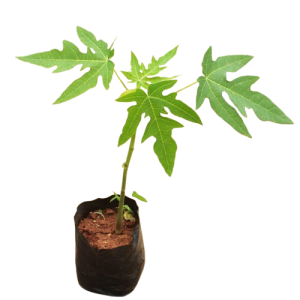 Solo Sunrise Pawpaw Seedling